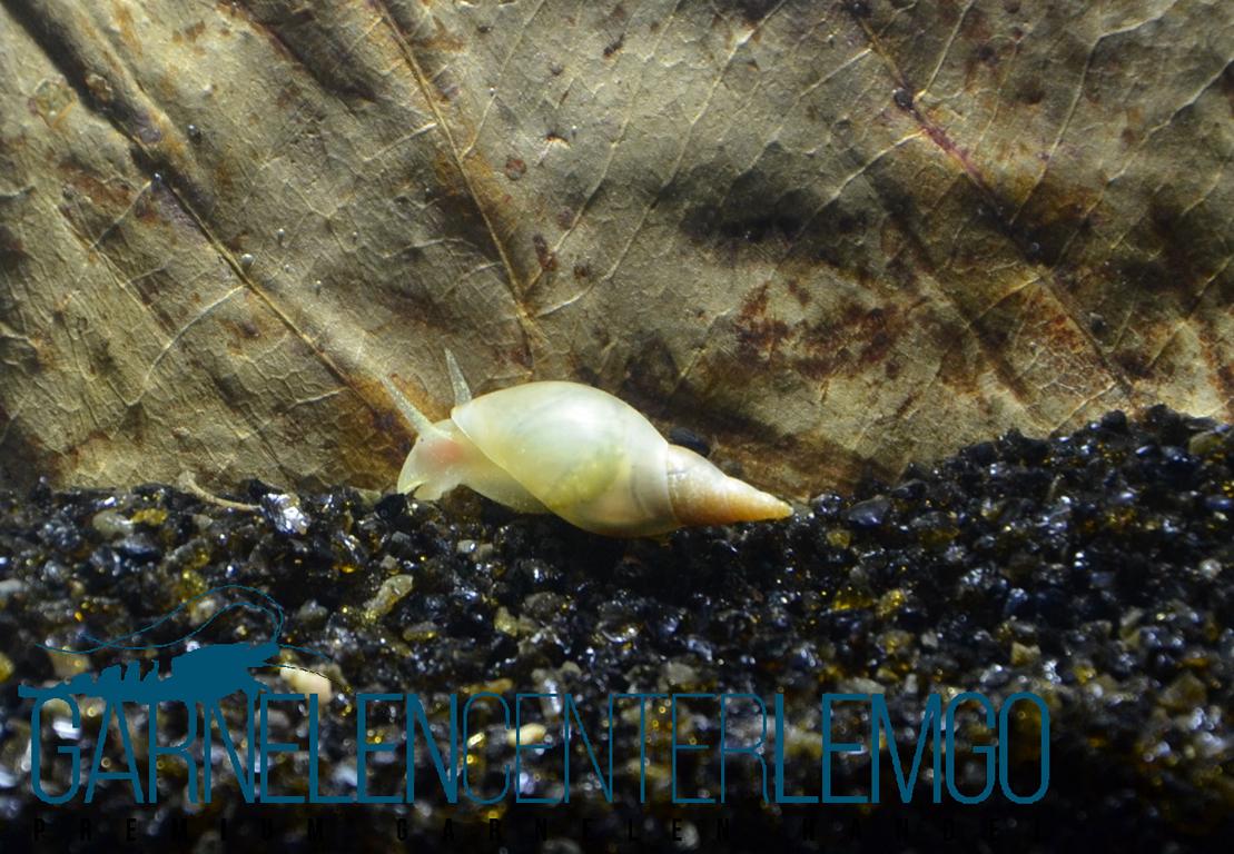 Spitzschlammschnecke (Yodaschnecke) - Lymnaea stagnalis