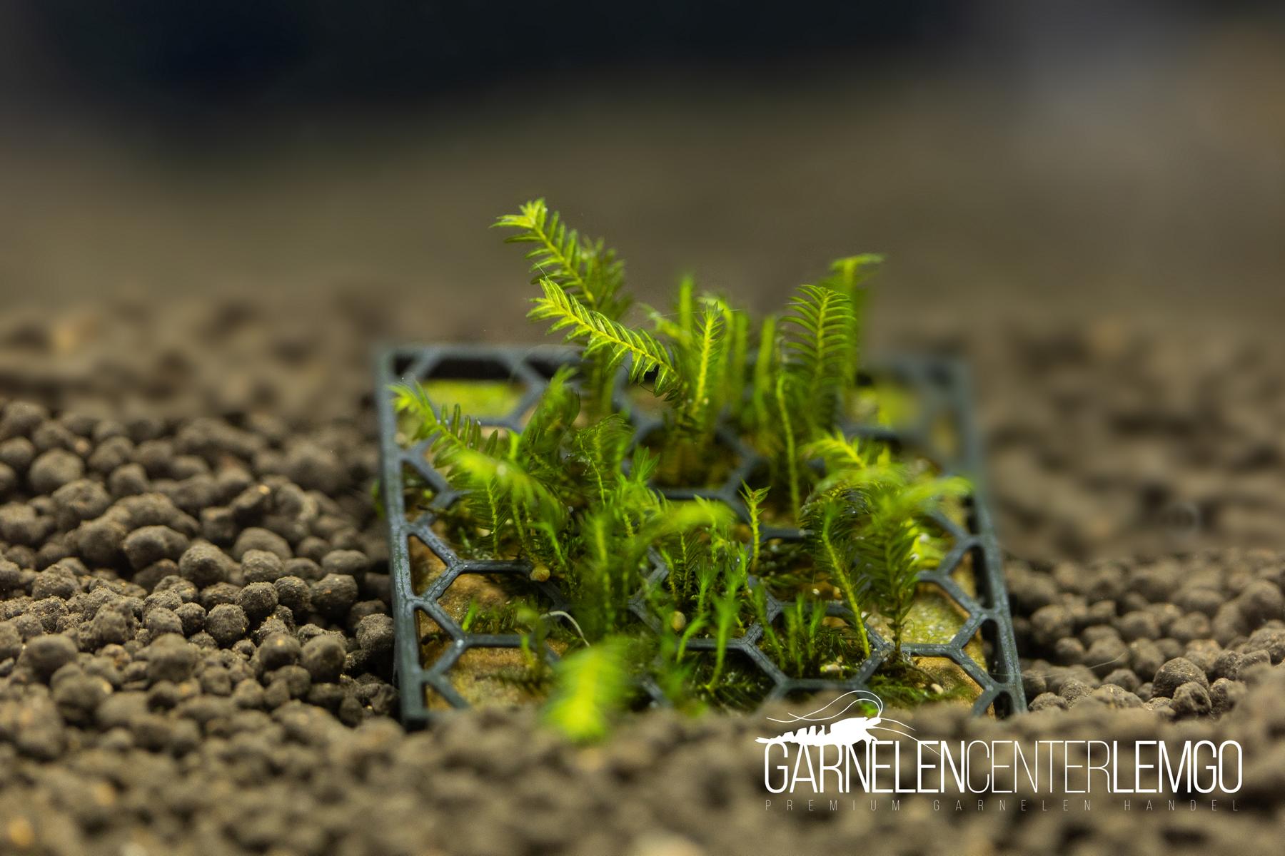 Fissidens sp. Thailand *Rarität* - auf Plant Sheet