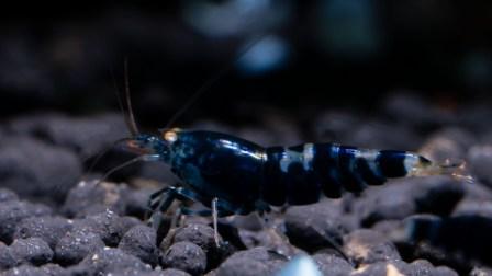 Black Lapiz O.E. Garnele- DNZ