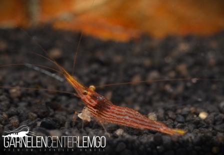 Caridina Striata / "Red Line Yellow Tail" Garnele - Importe