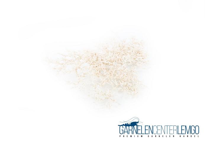 Garnelen-Fächer Bonsai Bäumchen "H2"