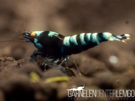 Zebra O.E. Garnele, schwarz - DNZ