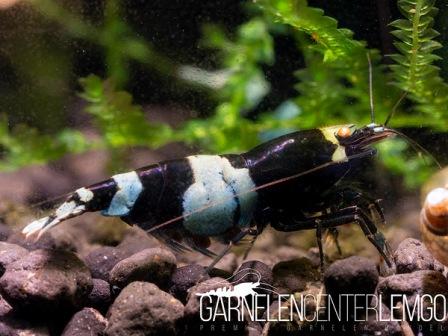 Panda O.E. Garnele mit weißen Bändern - DNZ