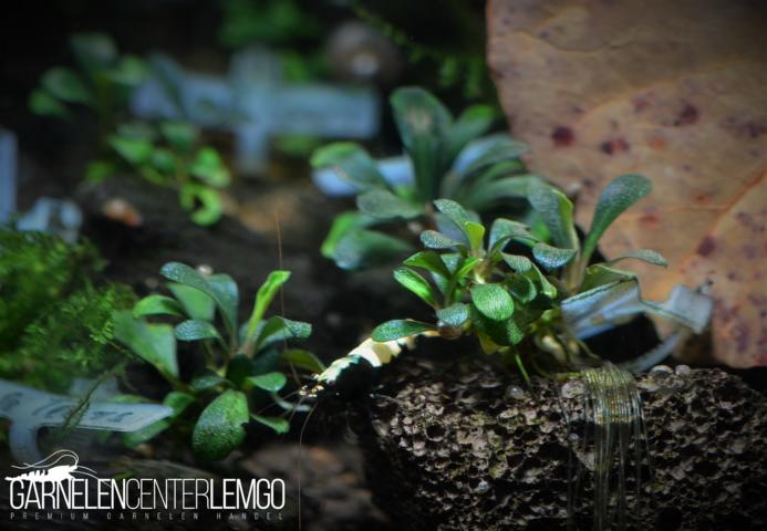 Bucephalandra sp. Black Tears, submers, Rhizom