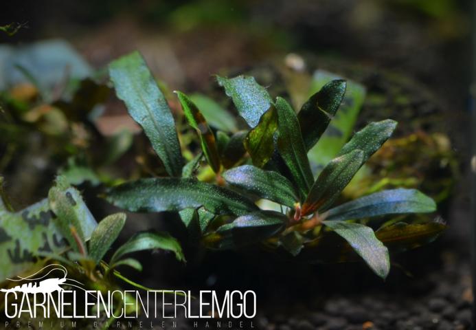 Bucephalandra sp. Black Sword Kadu, submers, Rhizom