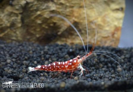 Star Spirit - Caridina Dennerli var. Star Spirit - High Grade / Star Spirit Garnele  - Importe