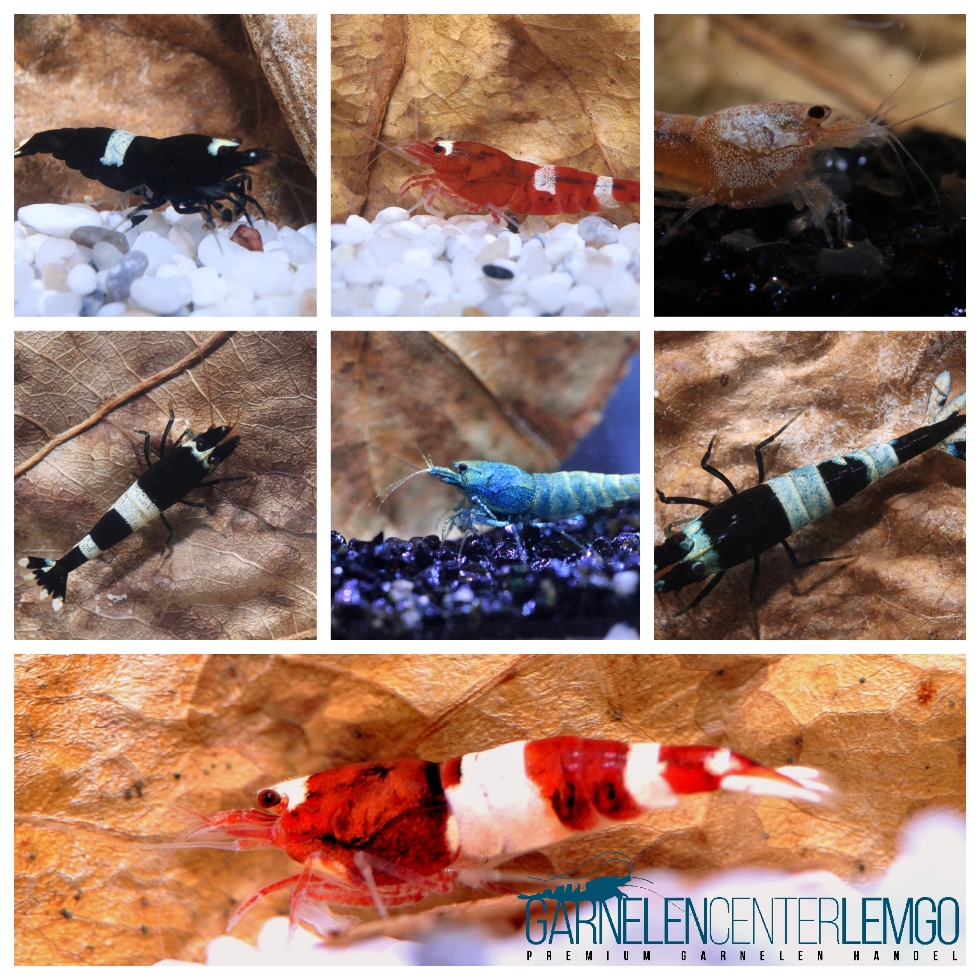 Taiwaner Startpaket 10+1 - DNZ