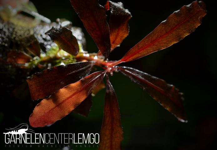 Bucephalandra sp. Brownie Ghost sp. Micha - submers - Rhizom  ***Rarität***