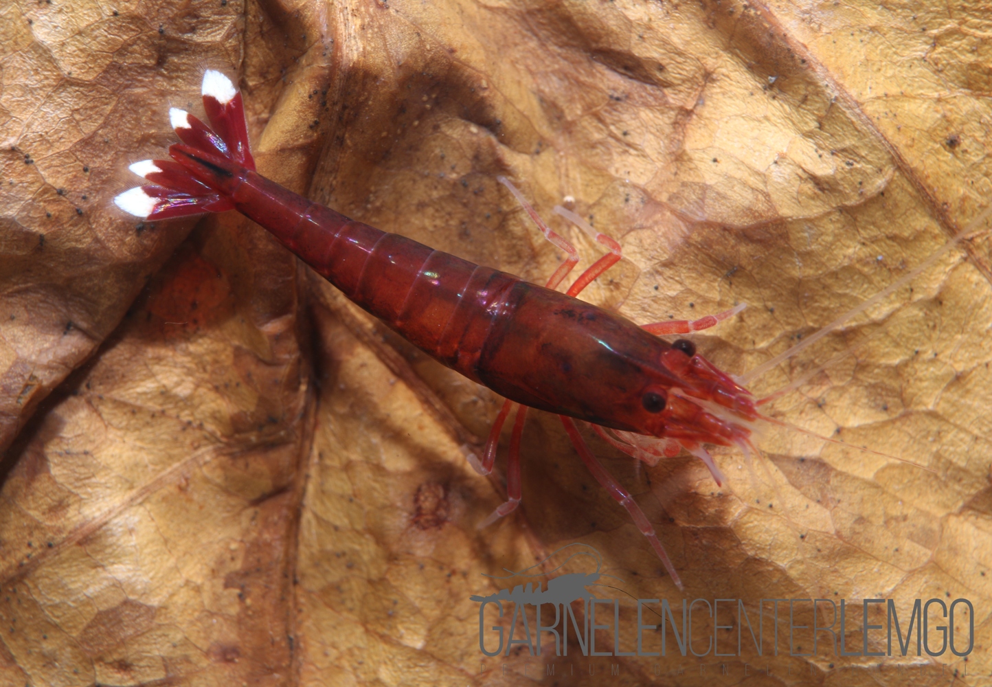 Red Ruby Extreme / Full Red Garnele  - DNZ