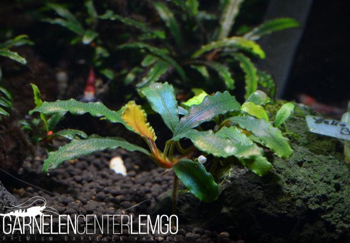 Bucephalandra sp. Yellow Biblis, submers, Rhizom