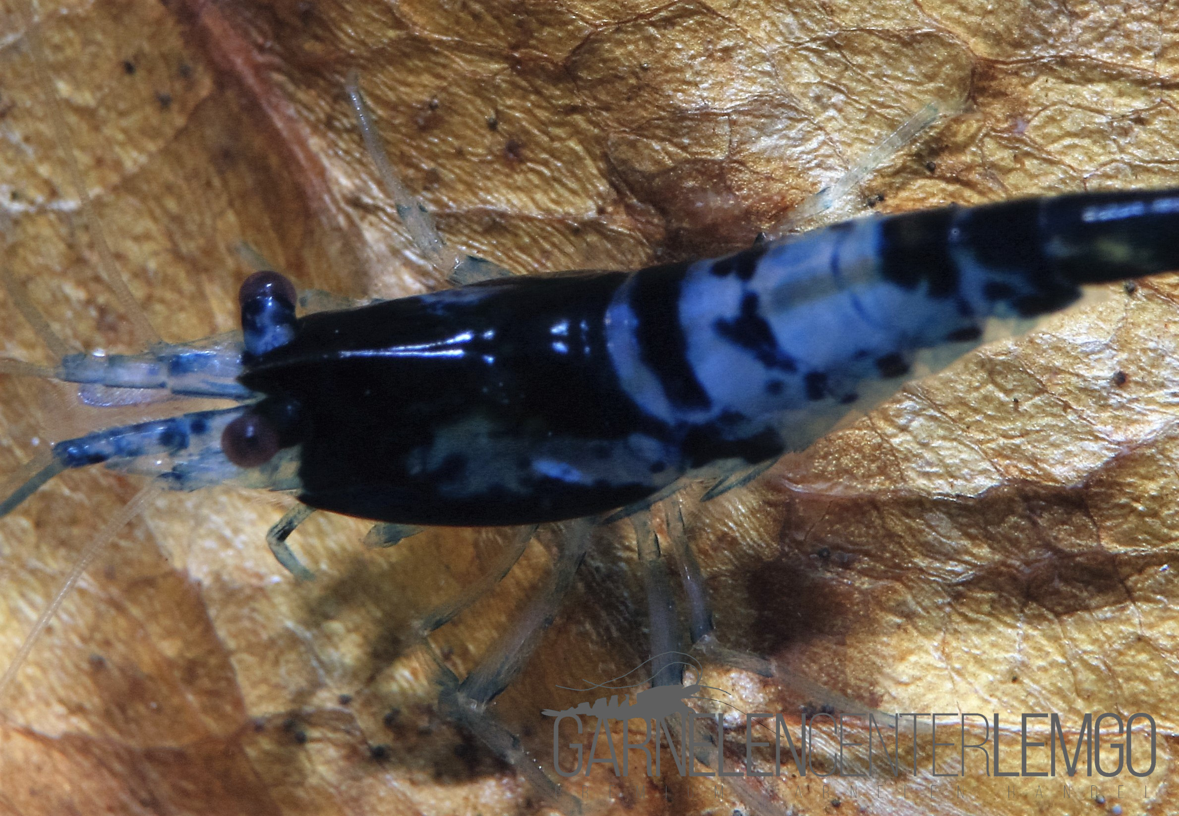 Blue Carbon Rili Garnele  - DNZ