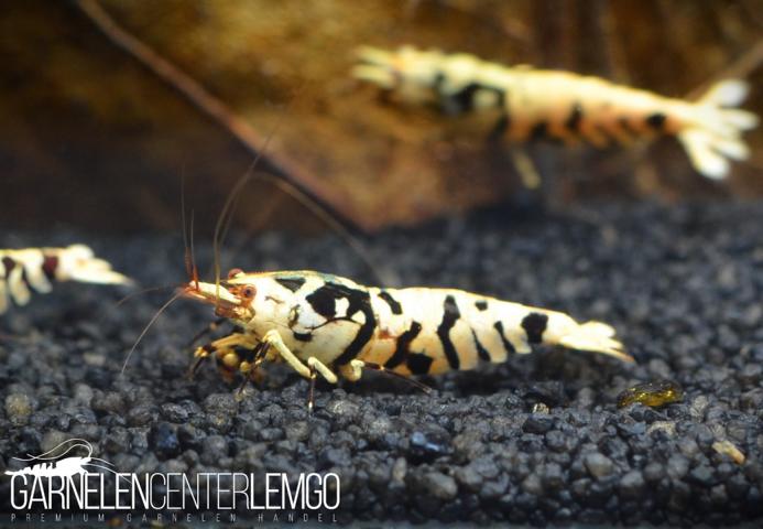 Peiwen Chen - Black Fancy Tiger Backline SSS Grade - DNZ Kopie