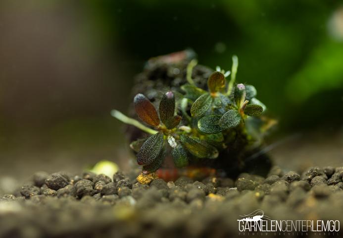 Bucephalandra sp. Black Star submers - Rhizom ***Rarität***