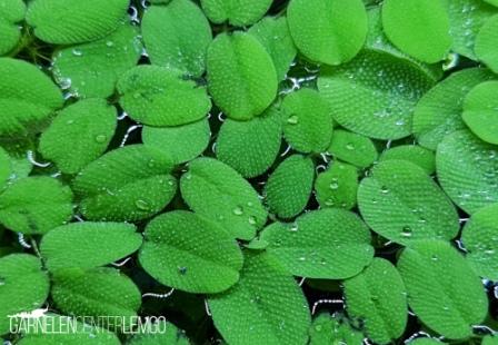 Salvinia auriculata - Kleinohriger Schwimmfarn