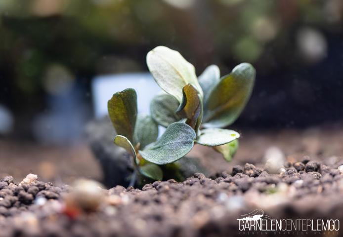 Bucephalandra sp. Mini Lotus - submers - Rhizom