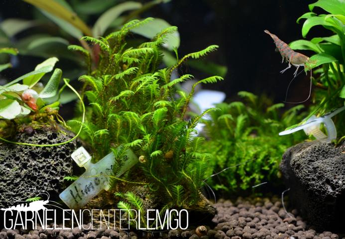 Fissidens Sp. Himogouke  - auf Plant Sheet