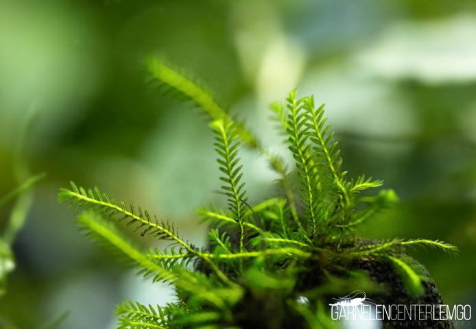 Fissidens sp. Dobius *Rarität* - auf Plant Sheet