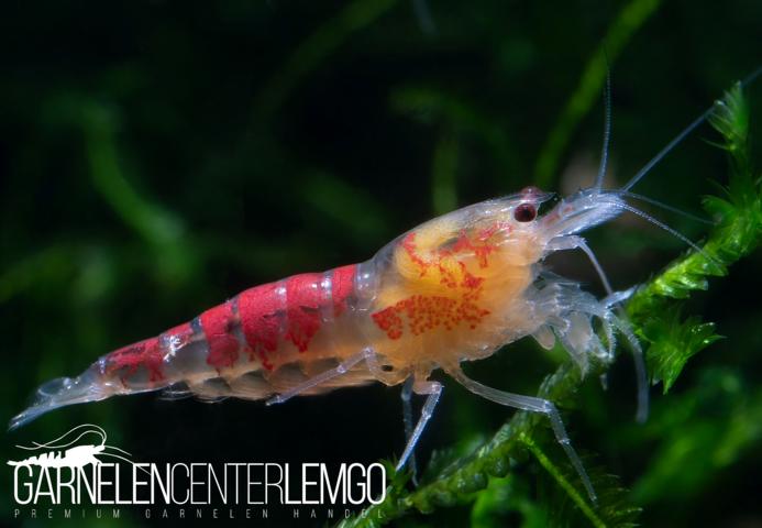 Calceo Bee / Golden Dragon Garnele  - DNZ