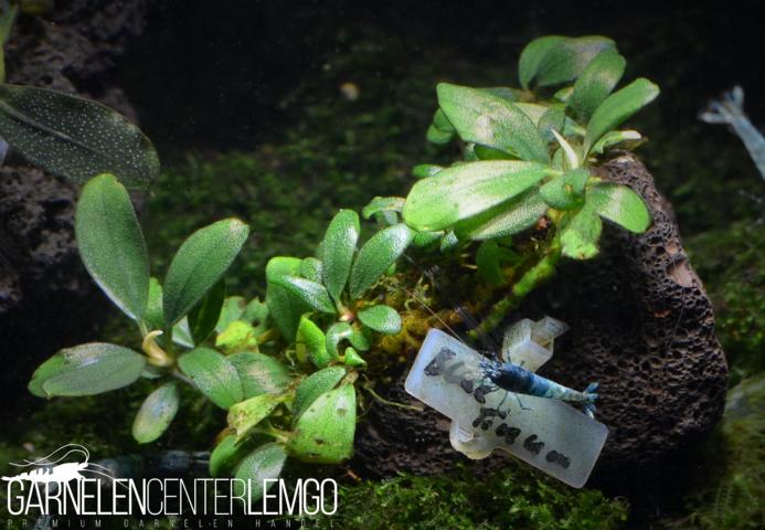 Bucephalandra sp. Blue Tinum, submers, Rhizom