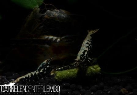 Galaxy Boa Garnelen 10+1 - DNZ