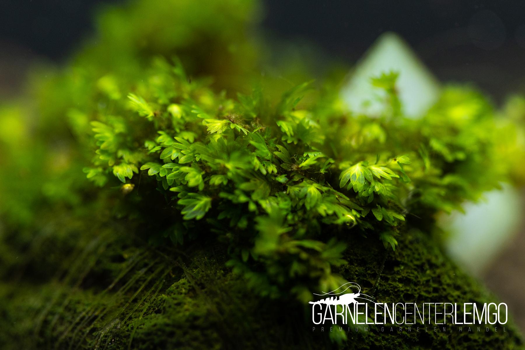 Fissidens sp. Exilis *Rarität* - auf Plant Sheet