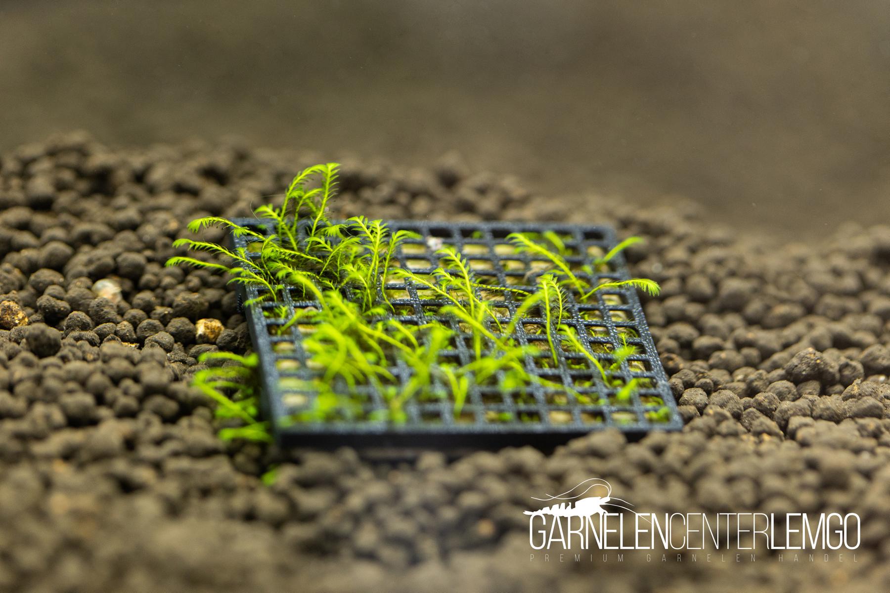 Fissidens sp. Dofius *Rarität* - auf Plant Sheet