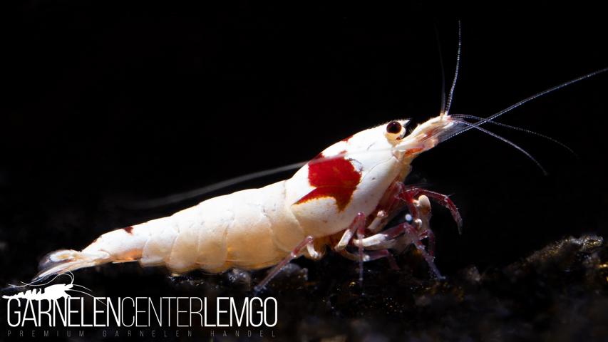 Red Bee PRL K14 Garnele Grade SSS - High Grade  - DNZ