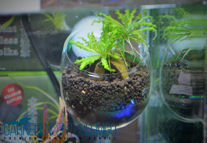 Plant Pot - Pflanzentopf aus Glas