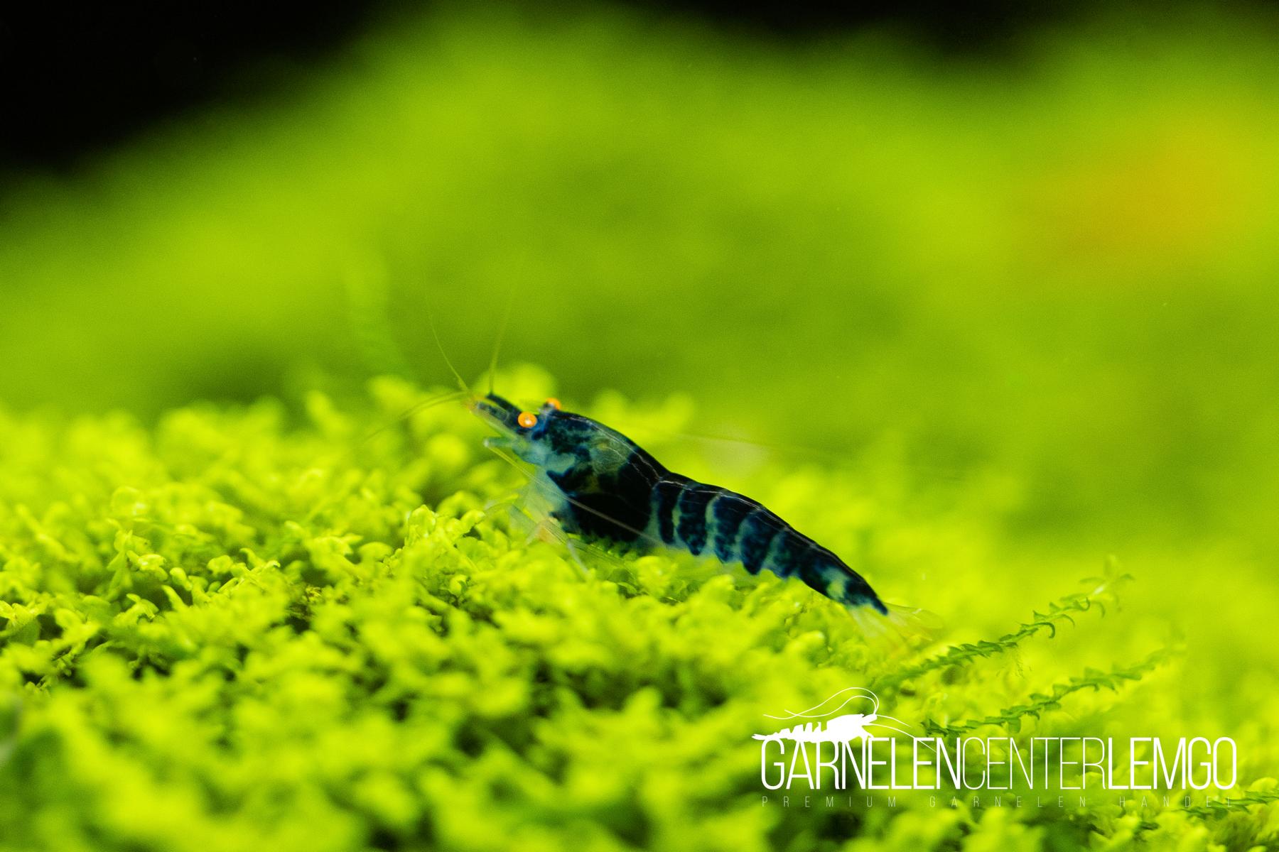 Dragonblood O.E.(orange eyes) Garnele - DNZ