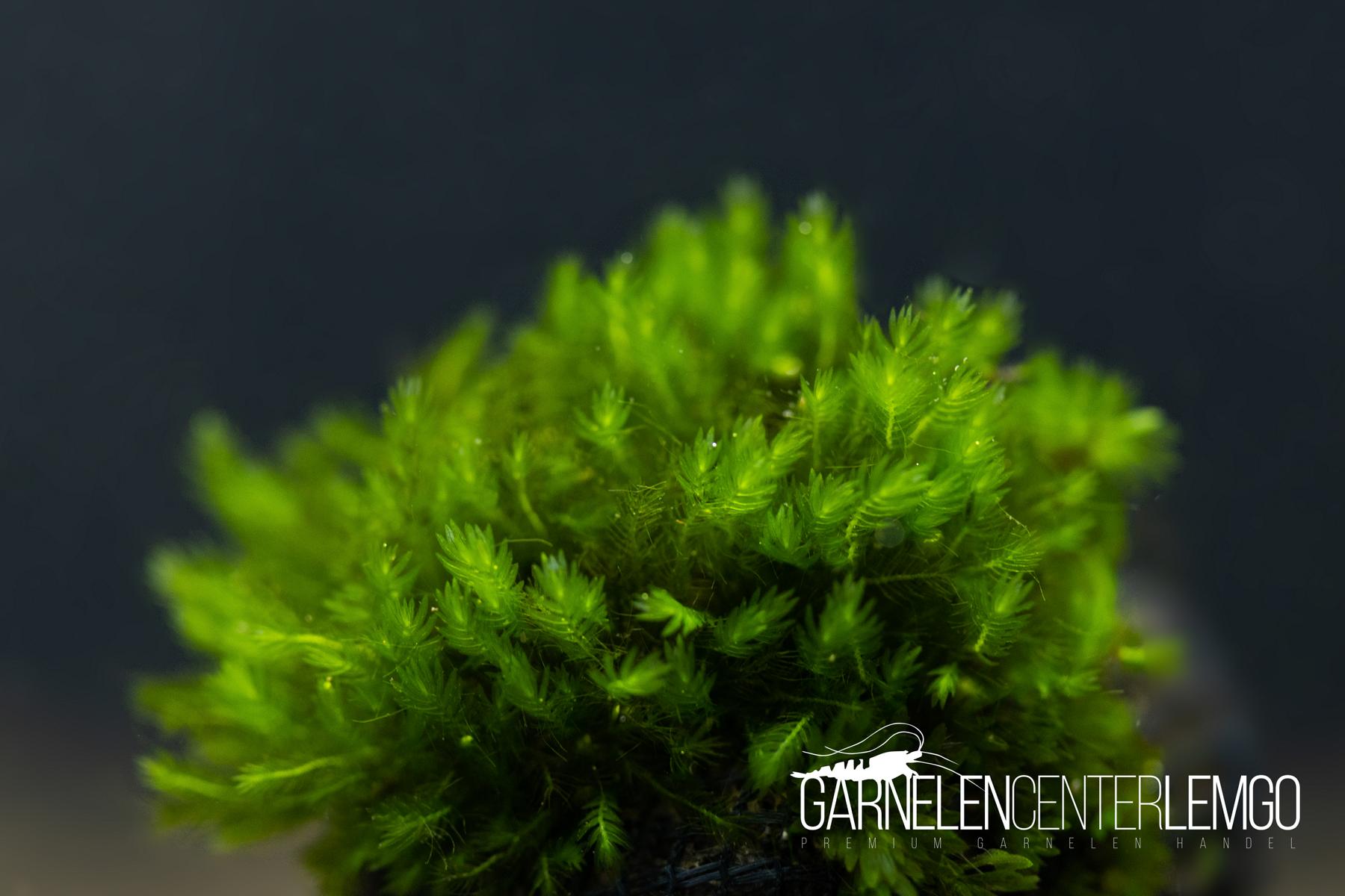 Fissidens sp. Wayanad *Rarität* - auf Plant Sheet