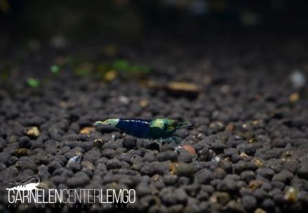 Ocean Blue Premium Taitibee - SSS Grade - DNZ