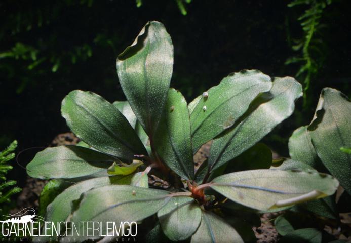 Bucephalandra sp. Theia Blue, submers, rhizom