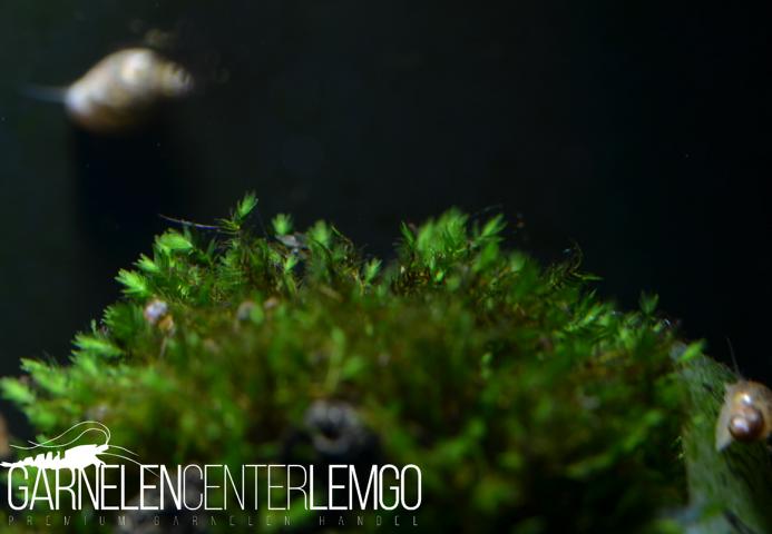 Fissidens Sp. Vietnam auf  Plant Sheet