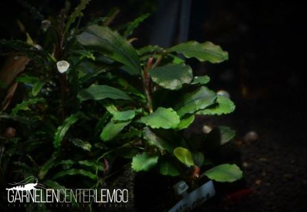 Bucephalandra sp. Green Kedagang - submers - Rhizom