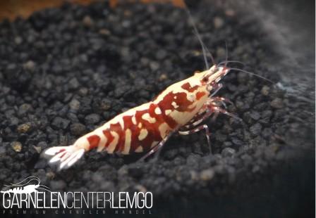 Peiwen Chen - Red Fancy Tiger Backline SSS Grade - DNZ