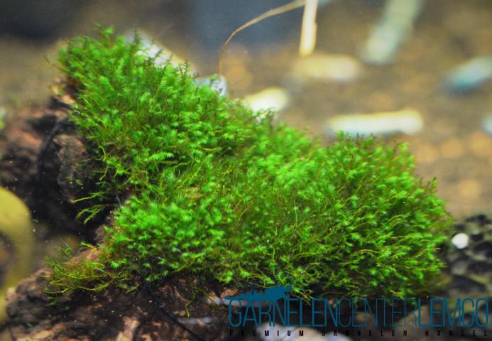 Fissidens sp. Kambodscha - Rarität - auf Plant Sheet