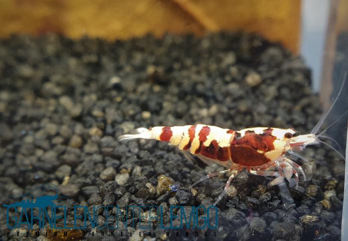 Skyfish Pinto Mosura Tiger Red - Grade S - DNZ