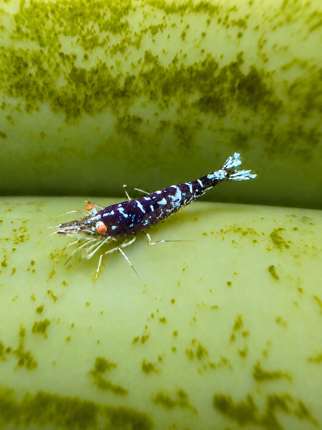 Oiran OE Sulawsei Garnele - Caridina dennerli var. oiran oe - Import