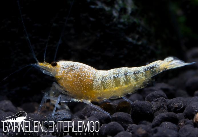 Yellow Bolt Garnele - DNZ