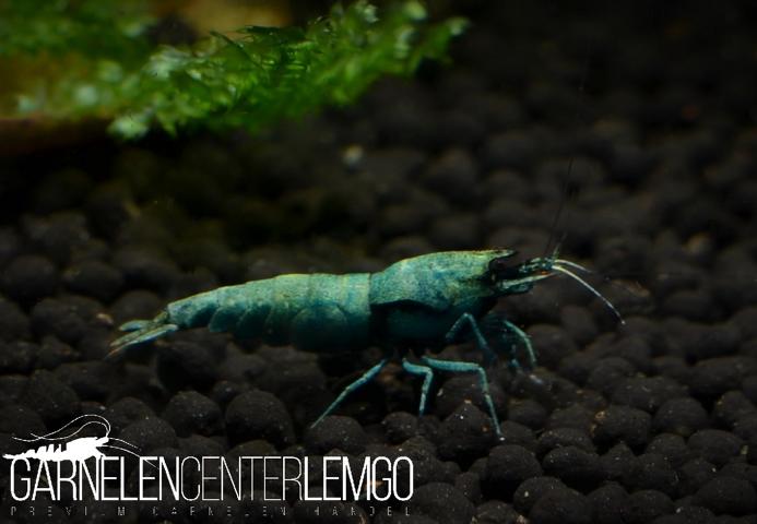 Skyfish Deep Blue Bolt Garnele - SSS Grade - DNZ