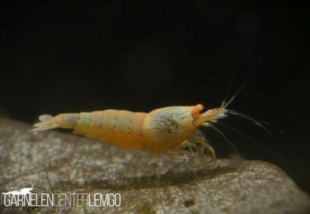 Red Bolt O.E. Garnele - DNZ