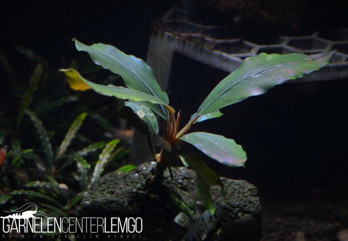 Bucephalandra sp. Jupiter, submers, Rhizom