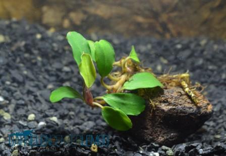 Bucephalandra sp. Pygmeae - Brownie Blue Rhizom