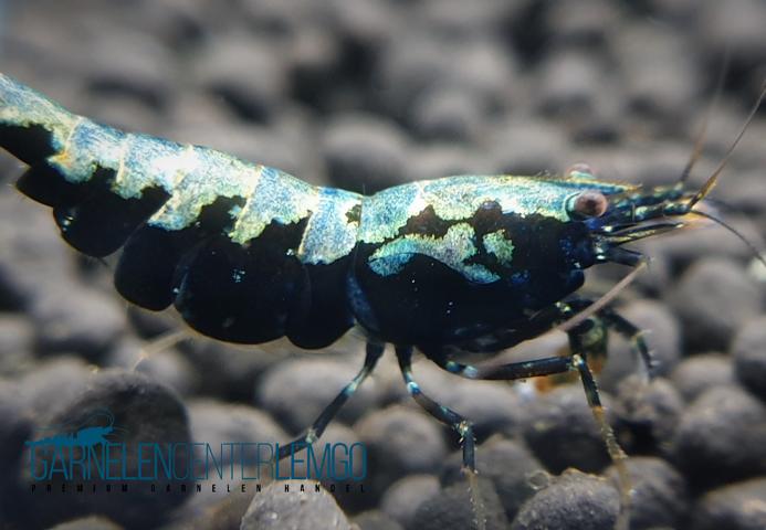 Skyfish Galaxy Boa Startpaket 10+1 - DNZ