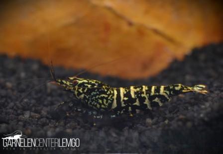 Snowfall Galaxy Tiger Garnele, Black - SS Grade (DNZ)