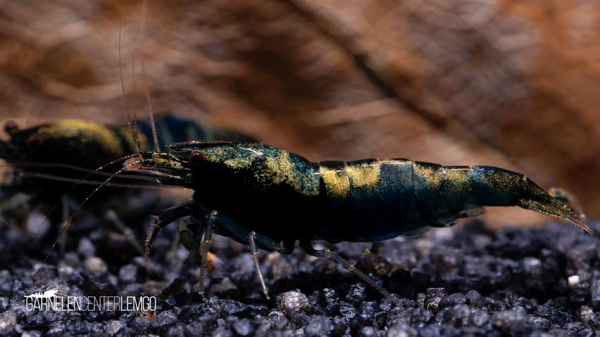 Crazy Blue Garnele  - DNZ