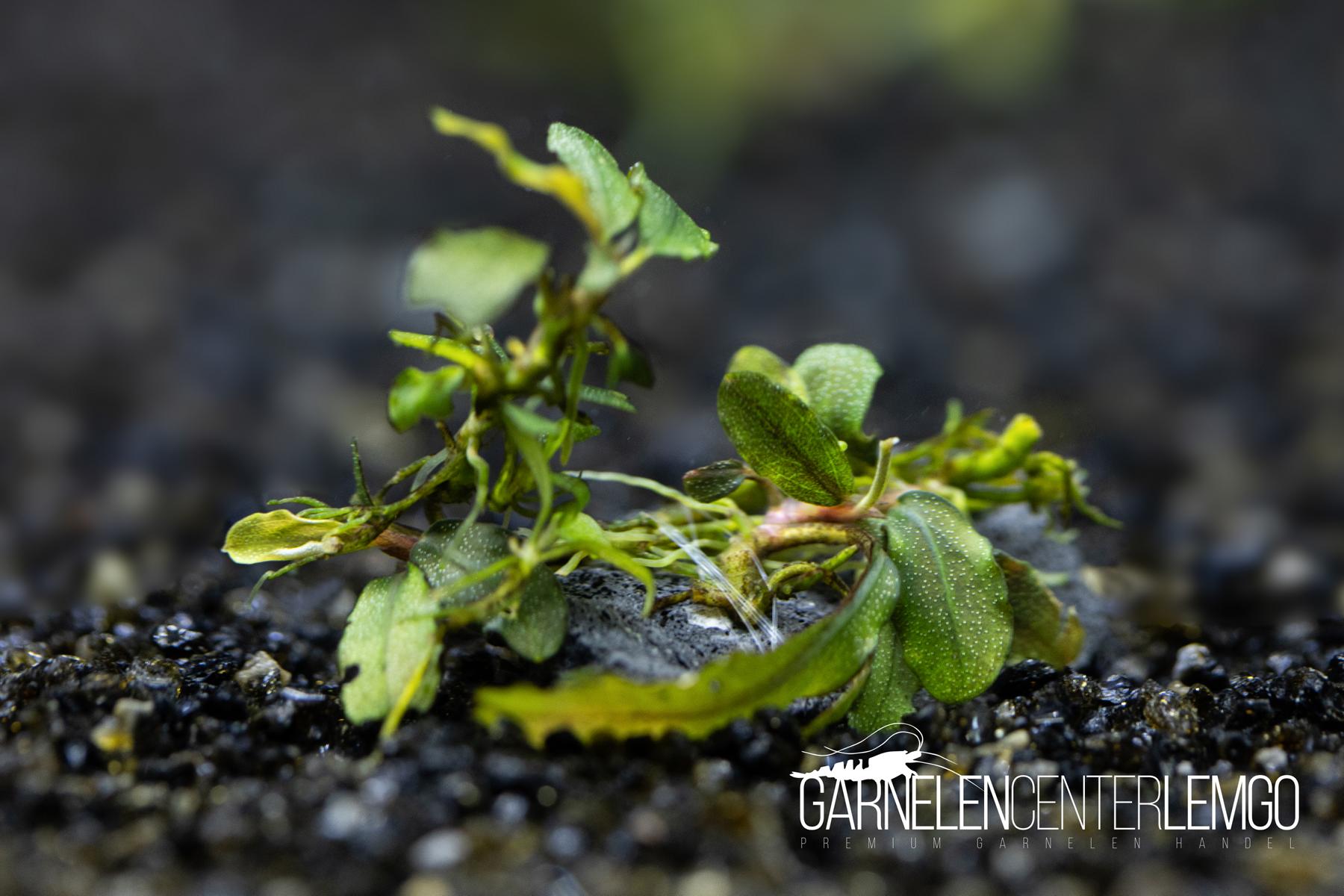 Bucephalandra sp. submers - Rhizom