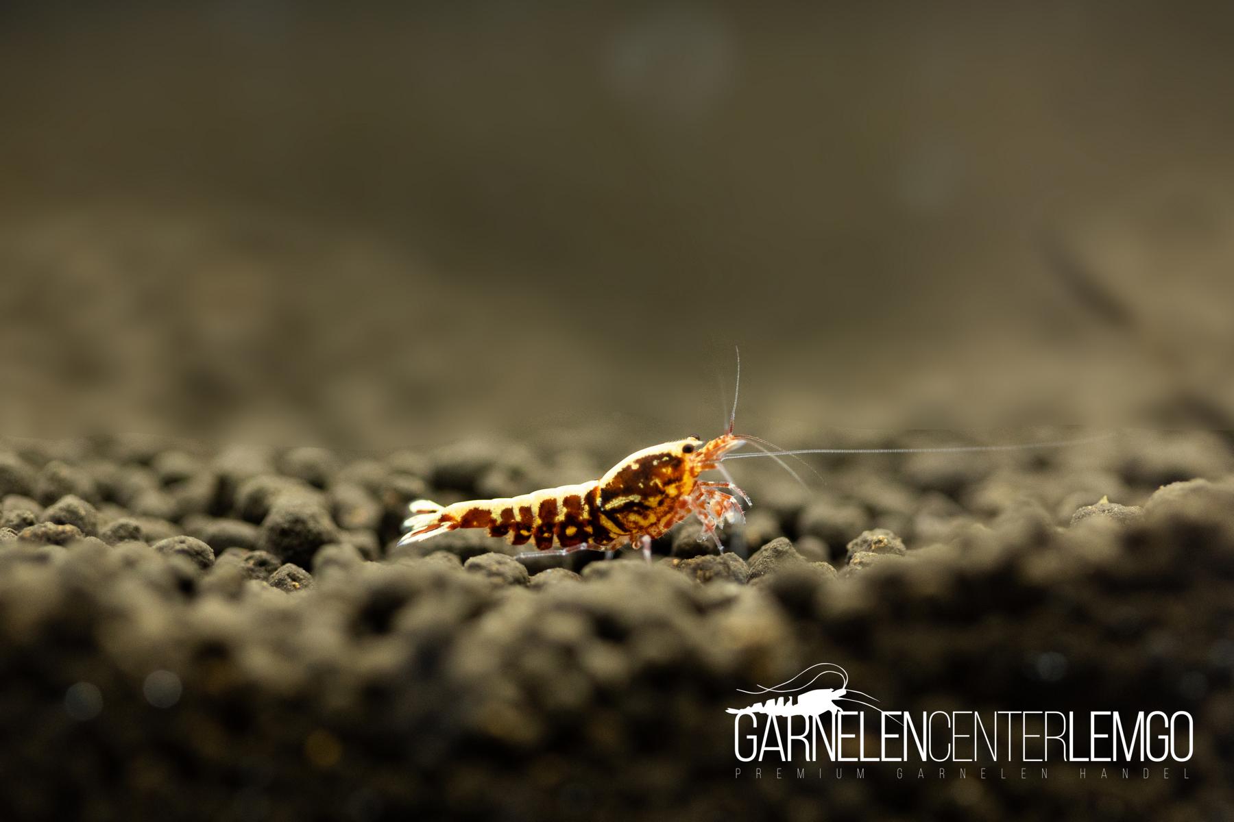 Skyfish Galaxy Fishbone Red Snowflake Garnele SSS - High Grade  - DNZ