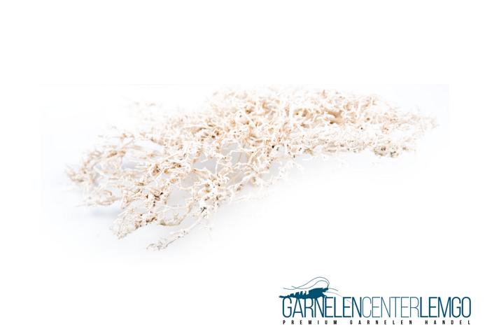 Garnelen-Fächer Bonsai Bäumchen hell - L