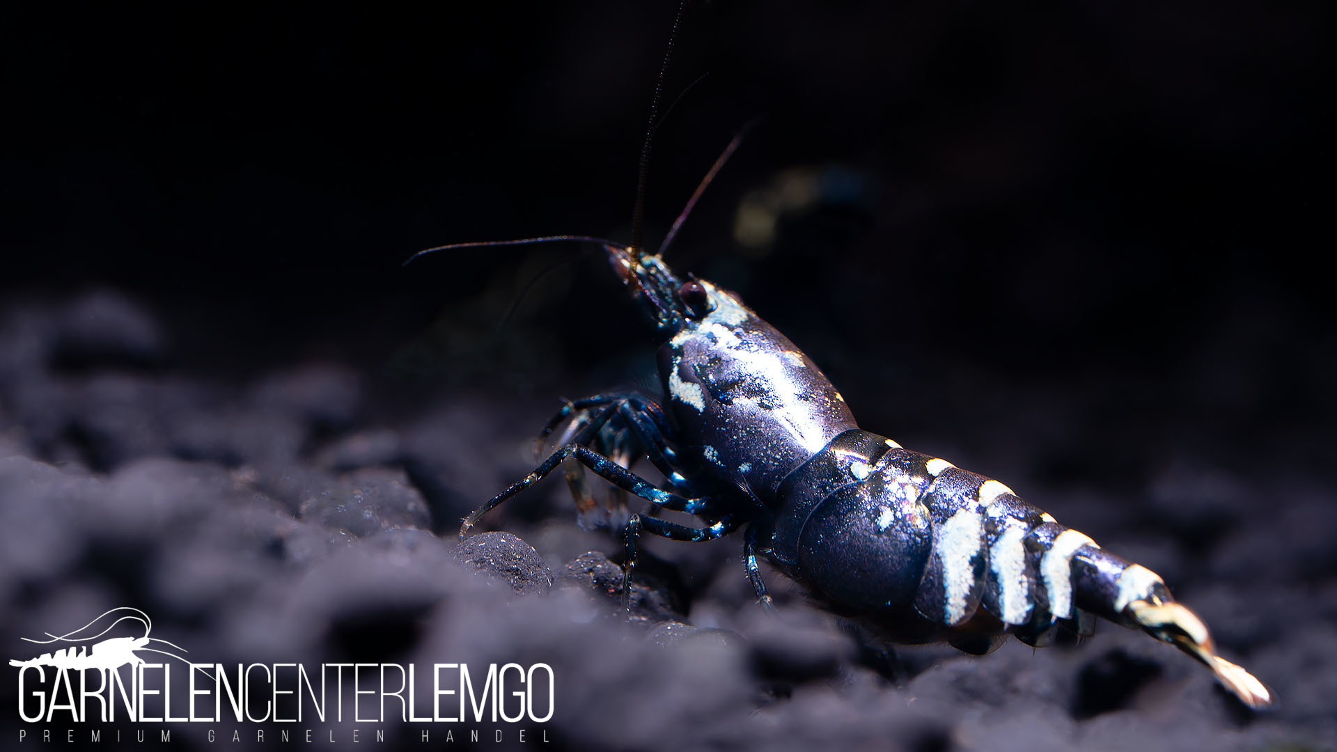 Vinfish Purple Metallic Garnelen SSS Grade - DNZ